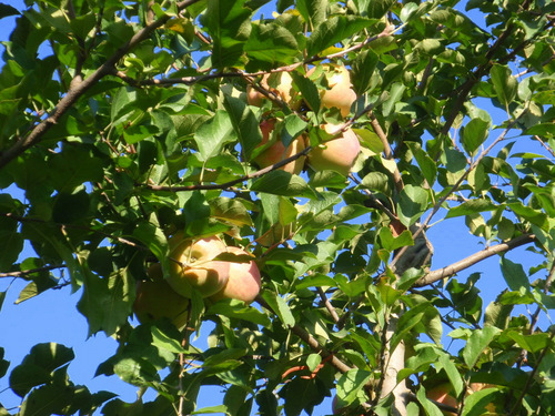 Apfel Orchard and Rest Area.